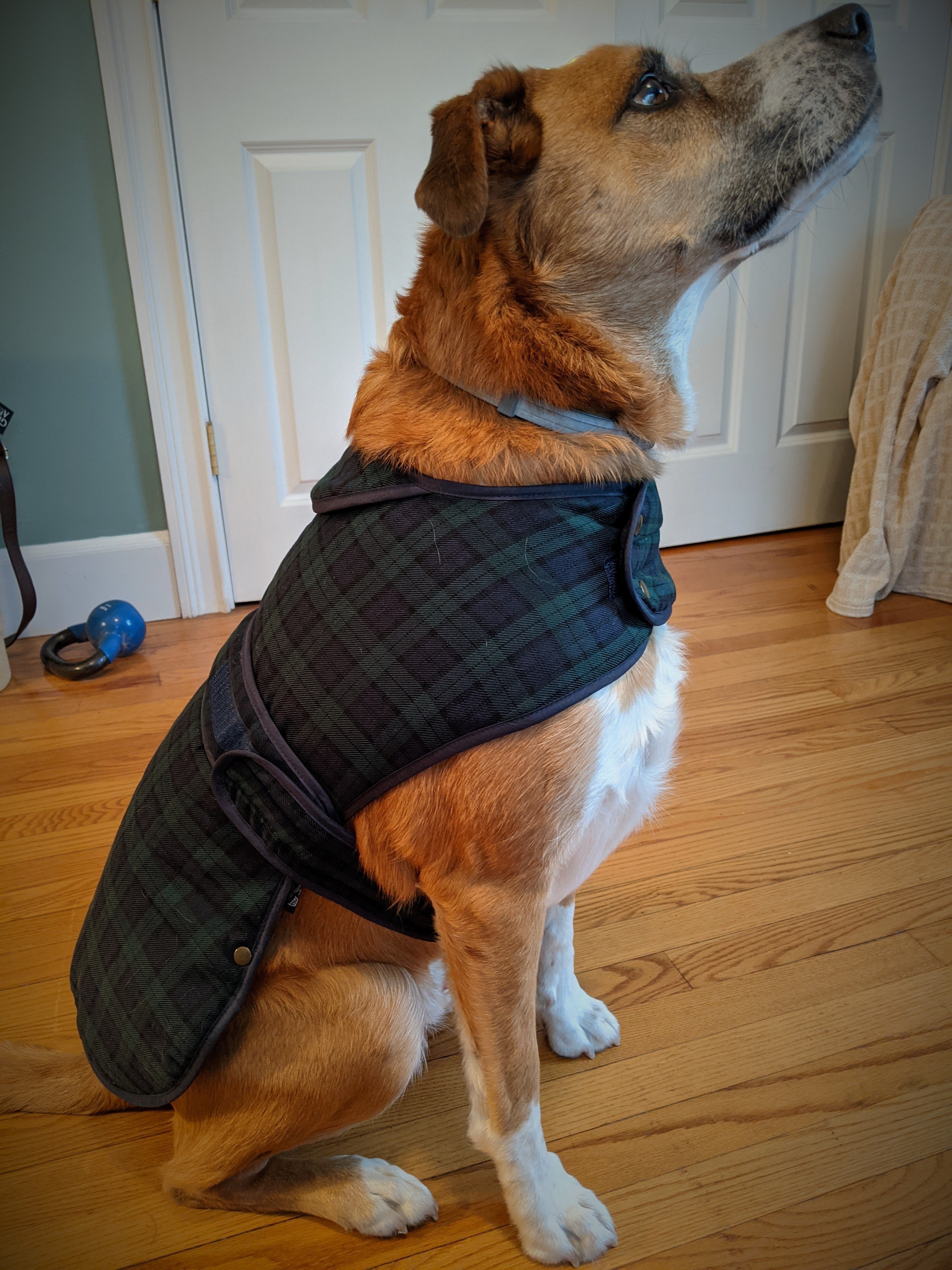 Tartan Dog Coat | Glen Appin | Scottish Creations